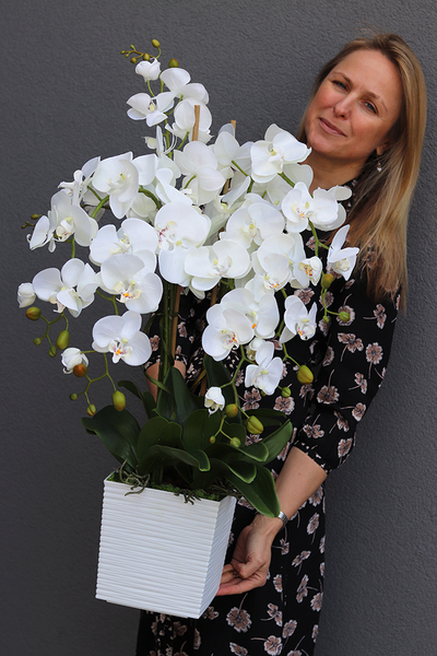 Bristol House, storczyk w minimalistycznej donicy, wys.70cm