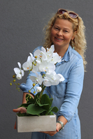 Banerra Betonowa, storczyk w minimalistycznej donicy, wys.47cm