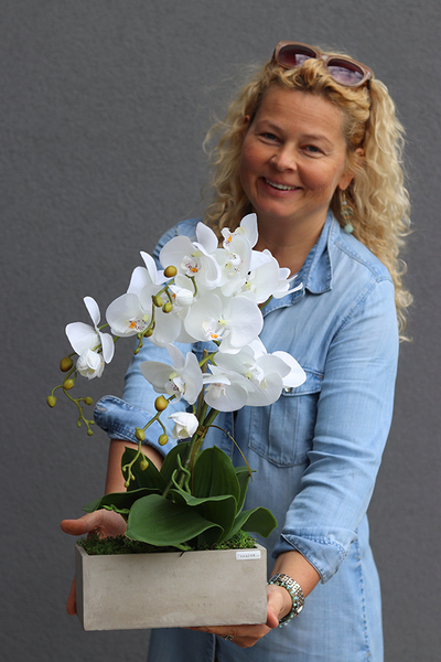 Banerra Betonowa, storczyk w minimalistycznej donicy, wys.47cm