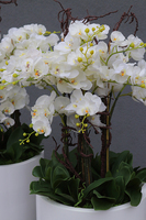 bardzo duży gumowy storczyk Grande Silicone, wys.135cm