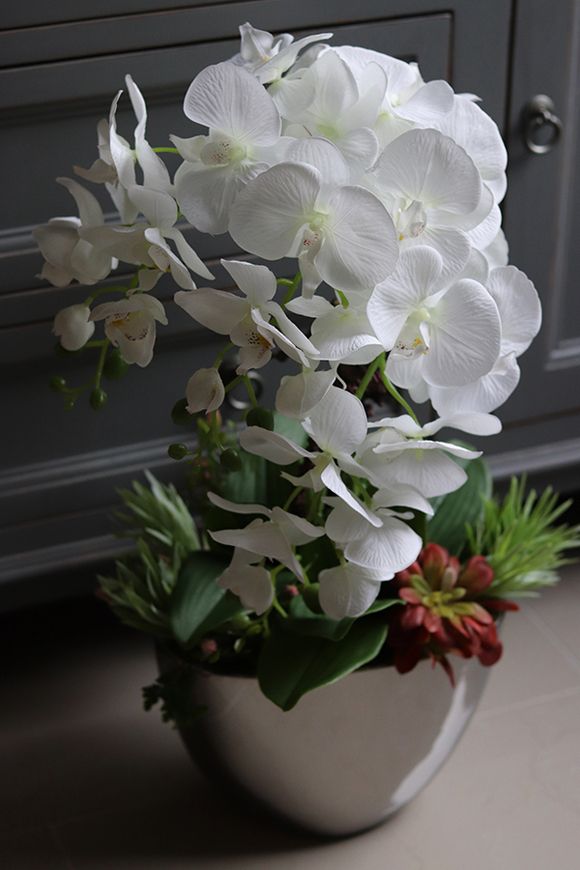 Cinderella Sukulentas, storczyk w srebrnej donicy, wys.56cm 