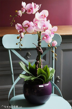 Fiolettina, różowy storczyk w fioletowej donicy, wys.67cm