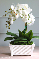 Nelina, sztuczny storczyk w białej podłużnej donicy, wys.50cm 