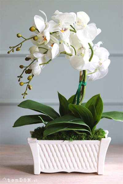 Nelina, sztuczny storczyk w białej podłużnej donicy, wys.50cm 