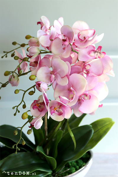 Belluna 2, różowy storczyk w białej donicy glamour, wys.68cm 