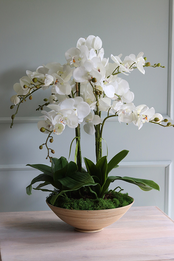 Herminio, storczyk w drewnianej misie, wys.64cm