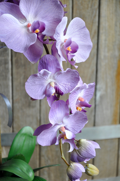 storczyk Regina w czarnej donicy, wys.60cm