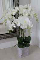 Burano gumowy storczyk w oryginalnej ceramicznej donicy, wys.77cm