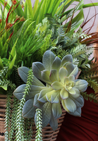 Dellana, kosz z sukulentami i trawami, wys.75cm 