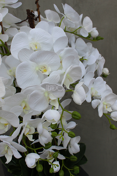 Nevis Antracyt Grande storczyk w nowoczesnej donicy, wys.160cm 