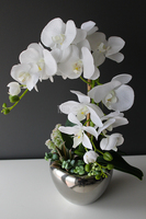 Kayoko storczyk z sukulentami w srebnej donicy, wys.55cm