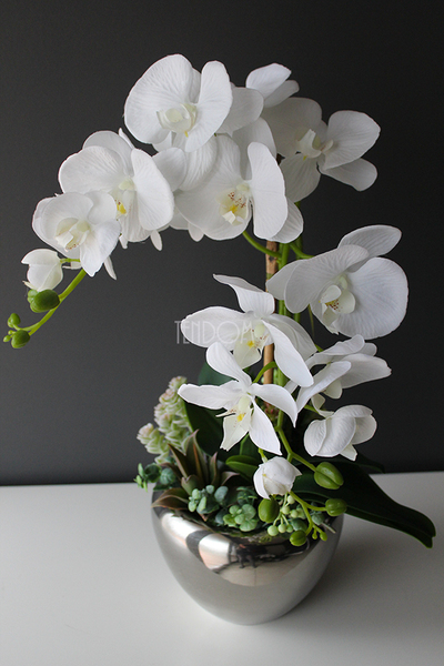 Kayoko storczyk z sukulentami w srebnej donicy, wys.55cm