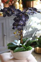 Bellato Arkadia, wysoki niebieski storczyk, wys.69cm 