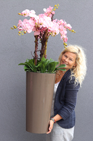 bardzo duży storczyk Madleine w kawowej donicy, wys.120cm