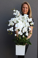 Bristol House, storczyk w minimalistycznej donicy, wys.70cm