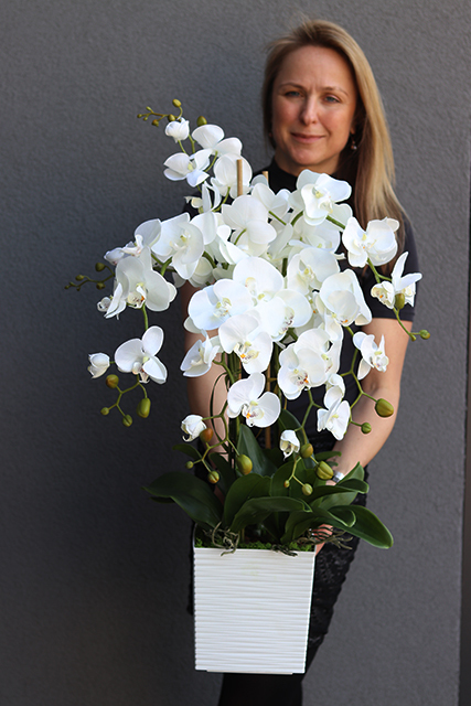 Bristol House, storczyk w minimalistycznej donicy, wys.70cm