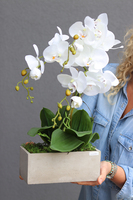 Banerra Betonowa, storczyk w minimalistycznej donicy, wys.47cm