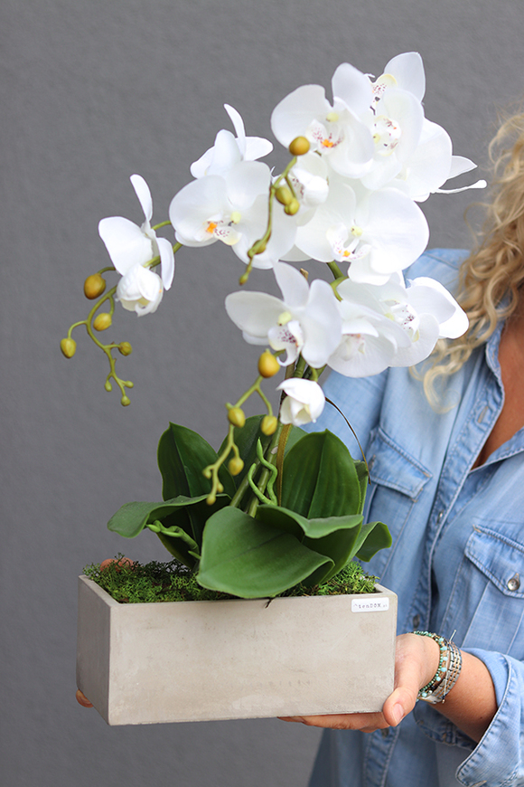 Banerra Betonowa, storczyk w minimalistycznej donicy, wys.47cm