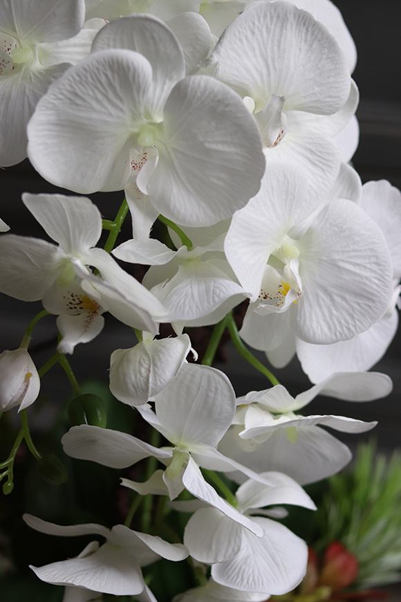 Cinderella Sukulentas, storczyk w srebrnej donicy, wys.56cm 