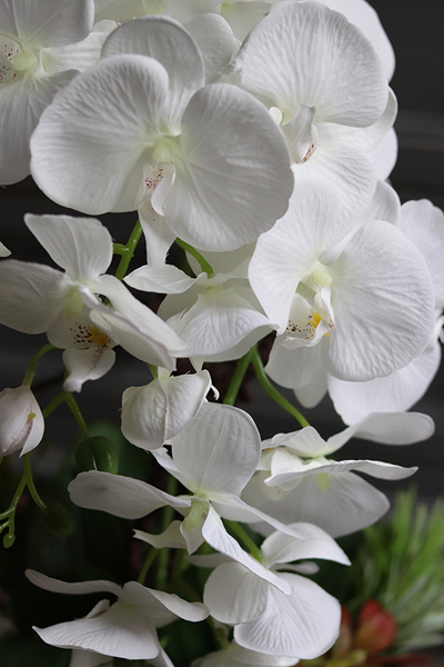 Cinderella Sukulentas, storczyk w srebrnej donicy, wys.56cm 