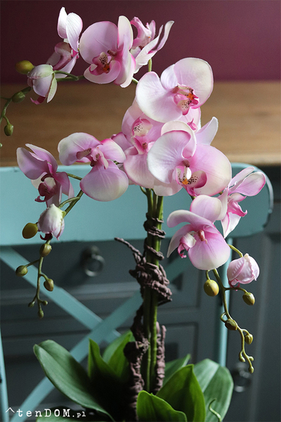 Fiolettina, różowy storczyk w fioletowej donicy, wys.67cm