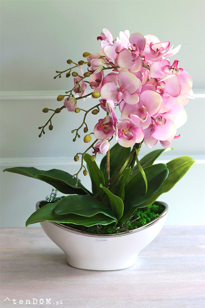 Belluna 2, różowy storczyk w białej donicy glamour, wys.68cm 