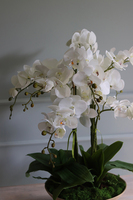 Herminio, storczyk w drewnianej misie, wys.64cm