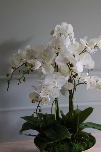 Herminio, storczyk w drewnianej misie, wys.64cm