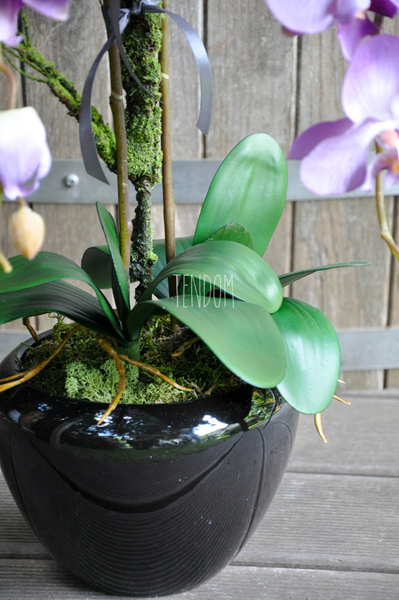 storczyk Regina w czarnej donicy, wys.60cm