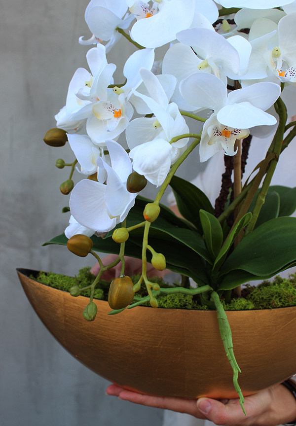 bardzo elegancki Laos Gold, storczyk w złotej osłonce, wys.40cm 