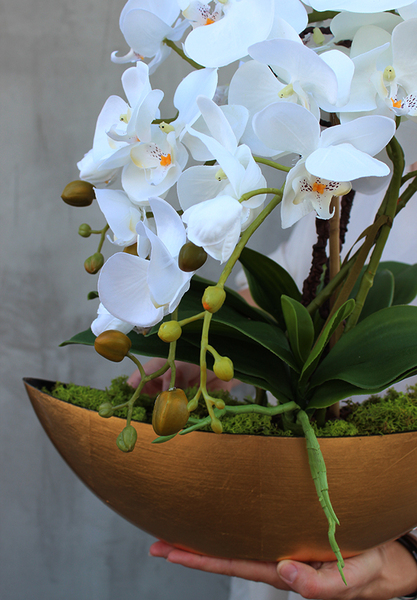 bardzo elegancki Laos Gold, storczyk w złotej osłonce, wys.40cm 