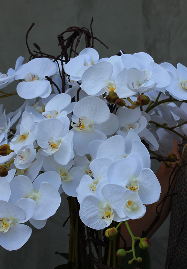 duży storczyk Mediolan Beauty we wkładzie do donicy, wys.100cm