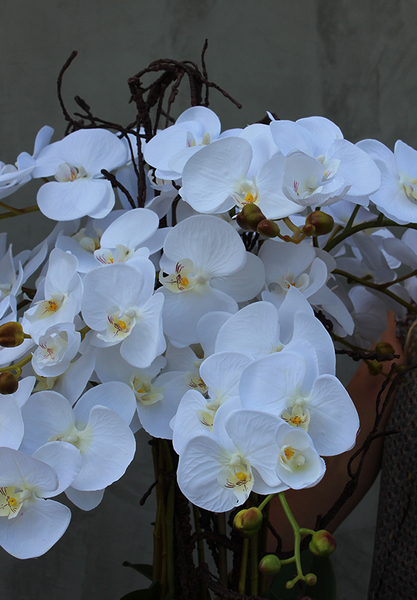 duży storczyk Mediolan Beauty we wkładzie do donicy, wys.100cm