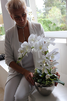 Kayoko storczyk z sukulentami w srebnej donicy, wys.55cm