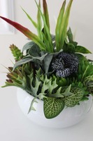 Atena, kompozycja sukulenty w okrągłej donicy, wys.30cm