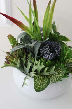 Atena, kompozycja sukulenty w okrągłej donicy, wys.30cm