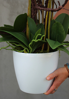 duży storczyk Mediolan Beauty we wkładzie do donicy, wys.100cm