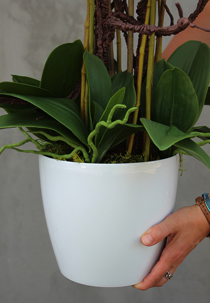 duży storczyk Mediolan Beauty we wkładzie do donicy, wys.100cm