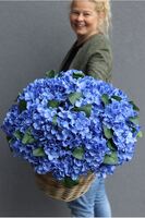 bardzo bogaty kosz hortensji, Blue Velina, wym.48x50cm 