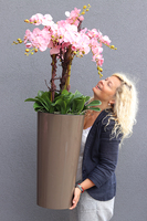 bardzo duży storczyk Madleine w kawowej donicy, wys.120cm