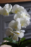 gumowy sztuczny storczyk Madam Stoltz Black, wys.56cm