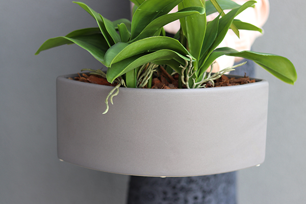 sztuczny storczyk Manfredo w szarej, matowej donicy, wys.72cm