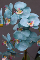 elegancki niebieski storczyk, Blue Genillo, wys.56cm