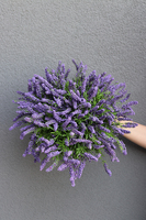 kompozycja w połyskującej czarnej donicy, Wrzośce Fiolet, wys.24x38cm