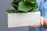 Banerra Betonowa, storczyk w minimalistycznej donicy, wys.47cm