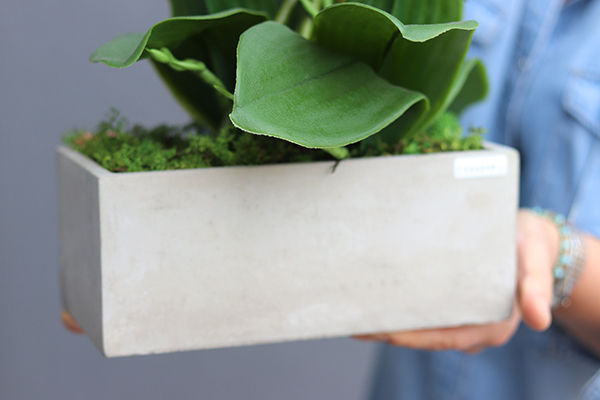 Banerra Betonowa, storczyk w minimalistycznej donicy, wys.47cm