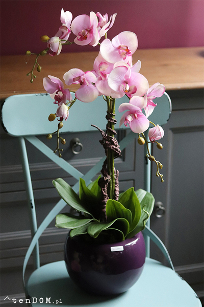 Fiolettina, różowy storczyk w fioletowej donicy, wys.67cm