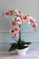 Belluna Princessa, różowy storczyk w białej donicy glamour, wys.72cm