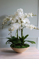 Herminio, storczyk w drewnianej misie, wys.64cm