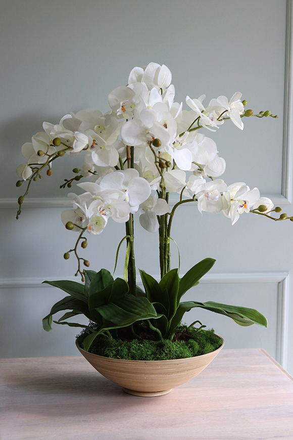 Herminio, storczyk w drewnianej misie, wys.64cm